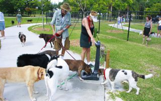 Leashed dogs at a park.