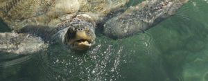 A sea turtle in Pompano Beach, Florida
