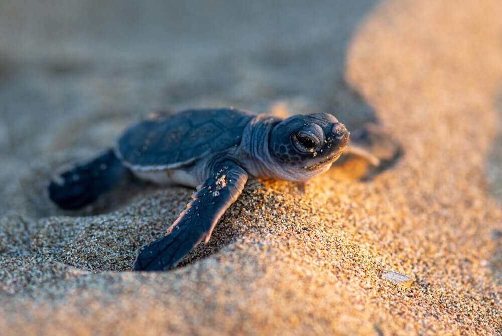 A sea turtle hatchling after nesting season in Pompano Beach, Florida